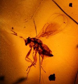 Raros insectos y arañas que convivieron con los dinosaurios aparecen atrapados en ámbar en Etiopía