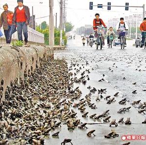 Invasiones de ranas causan el pánico en China por miedo a un terremoto