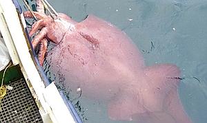 El calamar colosal, de monstruo terrible a gigante tranquilo