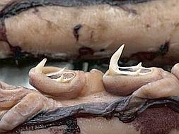 El calamar colosal, de monstruo terrible a gigante tranquilo