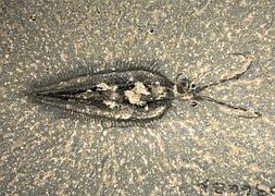 El calamar carn�voro: un misterio de 500 millones de a�os