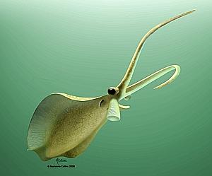 El calamar carn�voro: un misterio de 500 millones de a�os