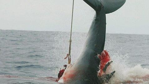 Fracasa la cumbre ballenera