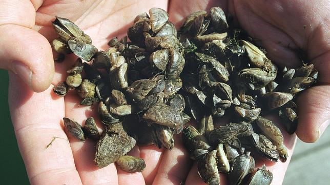 Entre las �biobalas� y una nueva toxina �Made in USA�