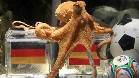 Un fotomontaje del pulpo con «superpoderes» dispara las alarmas Un fotomontaje del pulpo con «superpoderes» dispara las alarmas