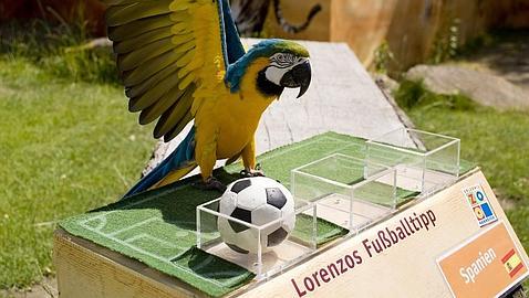 Al pulpo Paul le sale competencia