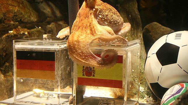 El pulpo Paul gana la porra... otra vez