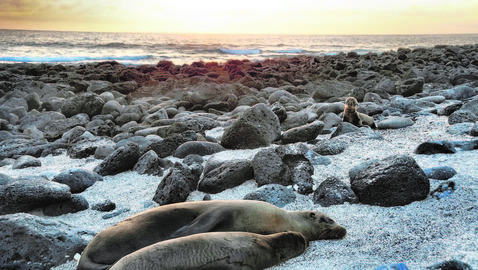 Gal�pagos: Un para�so amenazado