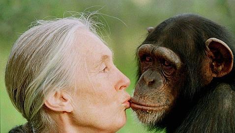 Jane Goodall cumple 50 años en Tanzania estudiando chimpancés Jane Goodall cumple 50 años en Tanzania estudiando chimpancés