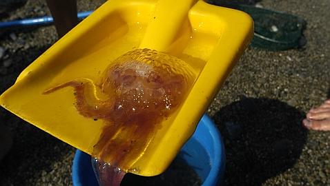 Un verano m�s libre de medusas 