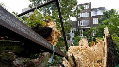 El rbol de Ana Frank cae derrumbado por el viento