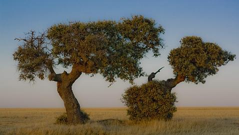 La diversidad genética de la red de Parques Nacionales de España está asegurada La diversidad genética de la red de Parques Nacionales de España está asegurada