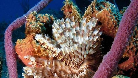 Las patentes de genes marinos crecen 10 veces m�s r�pido que la descripci�n de nuevas especies