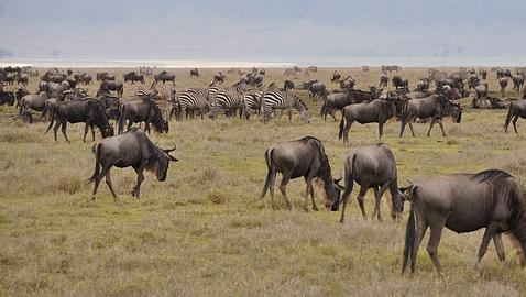 Los científicos se unen en contra de la carretera del Serengeti Los científicos se unen en contra de la carretera del Serengeti