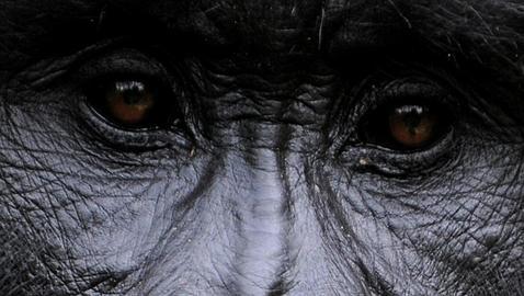 La malaria m�s letal lleg� a los humanos desde los gorilas