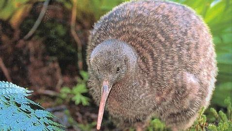 Un desodorante para los kiwis Un desodorante para los kiwis