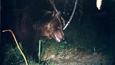 ¿Ha muerto Camille, el último oso de Navarra y Aragón? ¿Ha muerto Camille, el último oso de Navarra y Aragón?