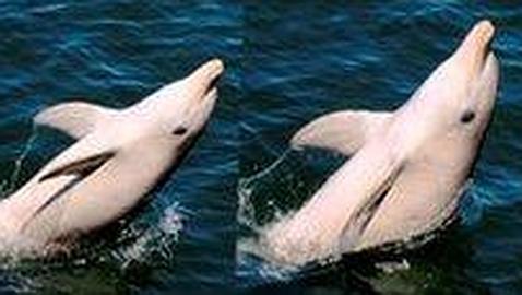El �Moonwalk� de los delfines australianos 