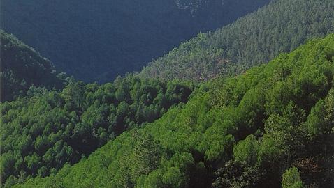 �Vender los bosques para paliar el d�ficit p�blico ser�a como vender La Alhambra�