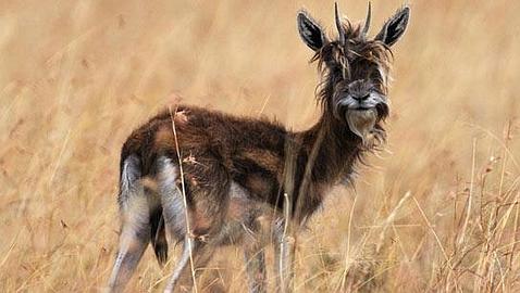 Avistan en la Reserva Natural de Masai Mara una gacela con cara de perro