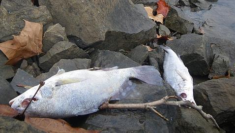 Los p�jaros de Arkansas sufrieron una colisi�n masiva en el aire