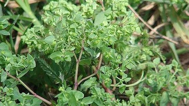 La savia de una mala hierba, eficaz para tratar un tipo de cáncer de piel La savia de una mala hierba, eficaz para tratar un tipo de cáncer de piel