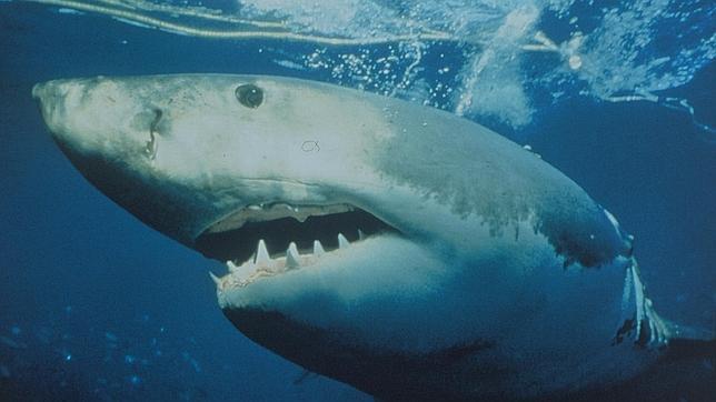 El Catálogo Español de Especies Amenazadas protege ya a los tiburones El Catálogo Español de Especies Amenazadas protege ya a los tiburones