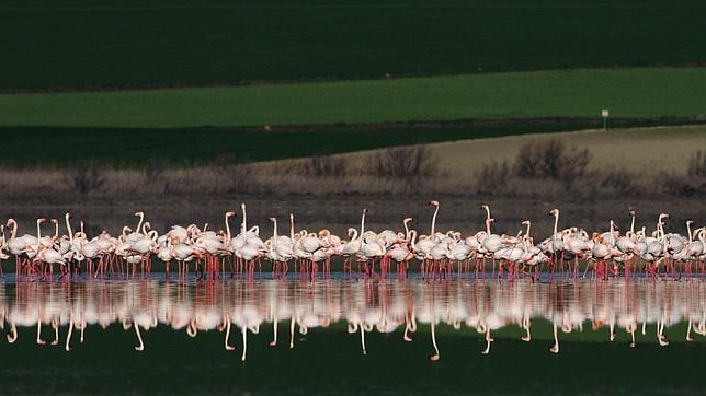 Do�ana, dif�cil equilibrio