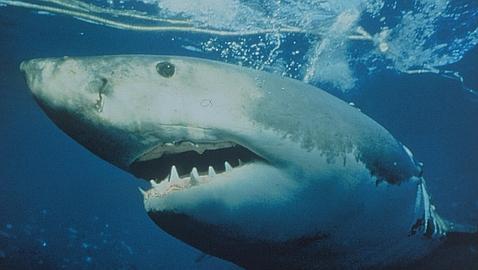 El 2010, el año con más ataques de tiburón de la última década El 2010, el año con más ataques de tiburón de la última década
