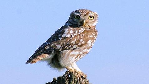 El mochuelo europeo, Ave del Año 2011 El mochuelo europeo, Ave del Año 2011