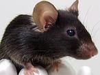 El ratón que canta, ¿una habilidad innata o aprendida?