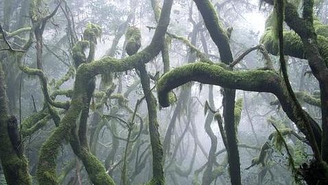 Se buscan voluntarios para salvar los bosques