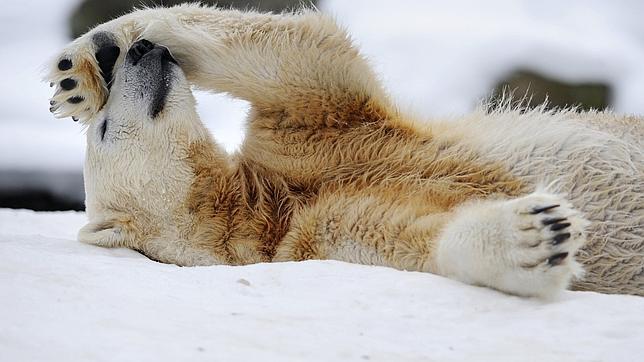 El oso polar Knut murió por una lesión cerebral El oso polar Knut murió por una lesión cerebral