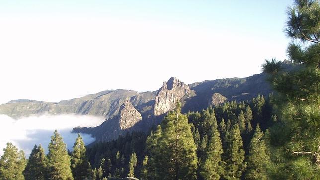 Habr� nuevos bosques Patrimonio de la Humanidad en junio