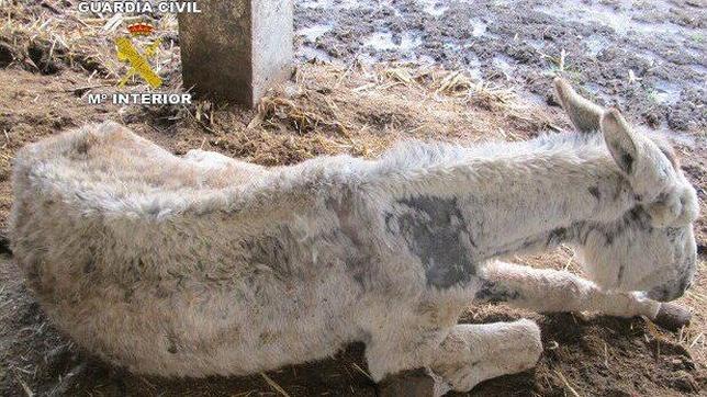 Aspecto de uno de los animales encontrados en la finca