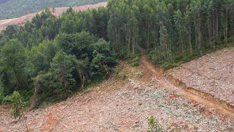 La gesti�n del eucalipto, principal problema del sector forestal espa�ol