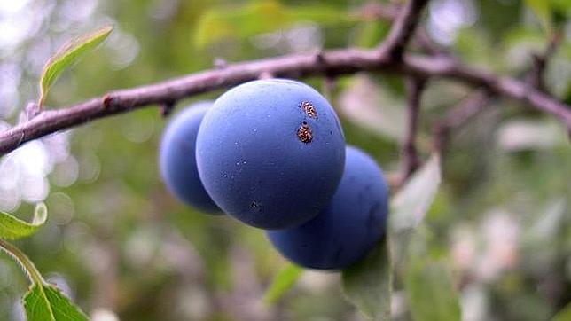 Los ar�ndanos podr�an frenar el desarrollo de la grasa corporal