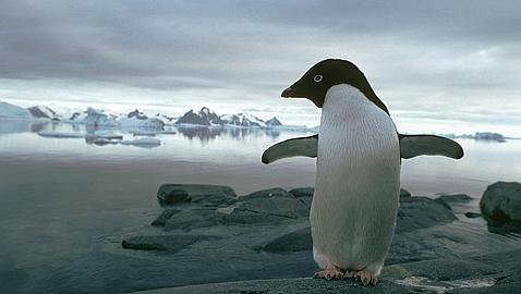 El declive del krill explicar�a el de los ping�inos