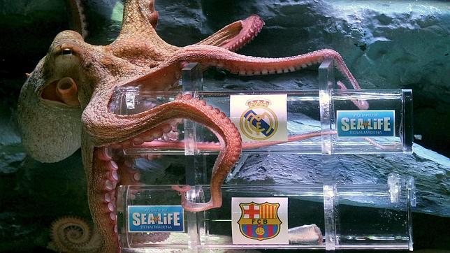 El pulpo «Iniesta» apuesta por el triunfo blanco, mientras «Iker» vaticina un empate El pulpo «Iniesta» apuesta por el triunfo blanco, mientras «Iker» vaticina un empate