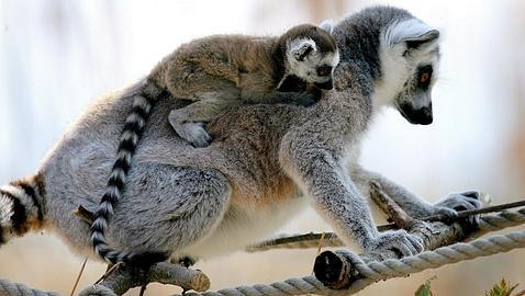 Richard Branson crea un santuario para lemures a miles de kilómetros de Madagascar Richard Branson crea un santuario para lemures a miles de kilómetros de Madagascar