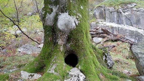 Unos 230 millones de hect�reas de bosque podr�an desaparecer en 2050