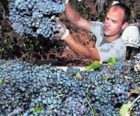 La Uni�n increment� un 24% la entrada de uva tinta durante la campa�a 2009/2010