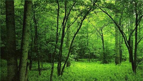 La explotaci�n forestal, entre los sectores m�s corruptos