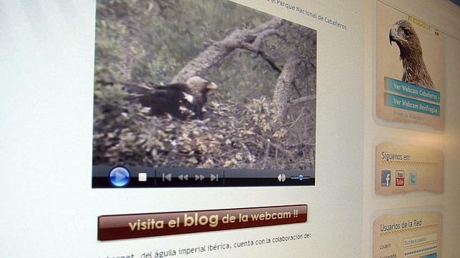 Nacen tres pollos de guila imperial en Cabaeros