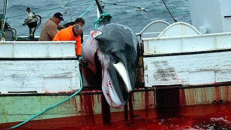 Australia presenta ante La Haya su alegato contra Japón por la caza de ballenas Australia presenta ante La Haya su alegato contra Japón por la caza de ballenas