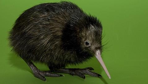 Nueva Zelanda investiga la aparición de un kiwi en Rusia, a 16.000 km de casa Nueva Zelanda investiga la aparición de un kiwi en Rusia, a 16.000 km de casa