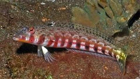 Descubren nueve especies marinas nuevas en aguas cercanas a la isla de Bali Descubren nueve especies marinas nuevas en aguas cercanas a la isla de Bali