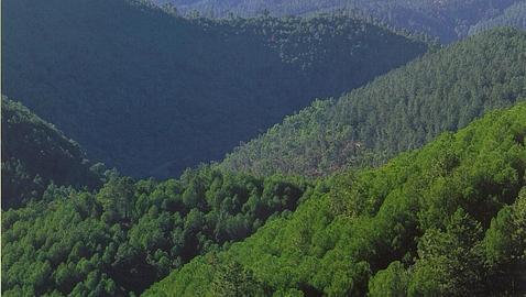 14 millones de hect�reas de bosque desaparecen en Europa al a�o