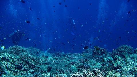 Arrasan más de 7.000 hectáreas de arrecife coral en Filipinas Arrasan más de 7.000 hectáreas de arrecife coral en Filipinas