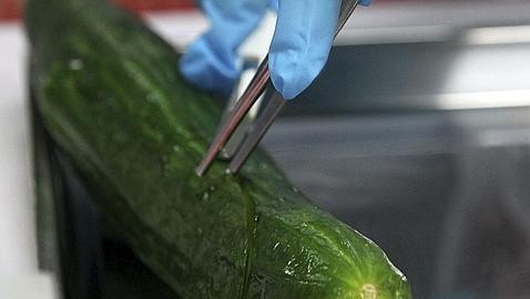 La �crisis del pepino� pone en riesgo 3.800 millones de euros en exportaciones